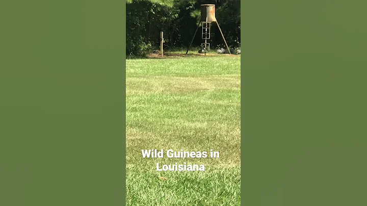 Wild Guineas