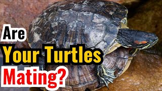 How Do Turtles Mate In A Tank?