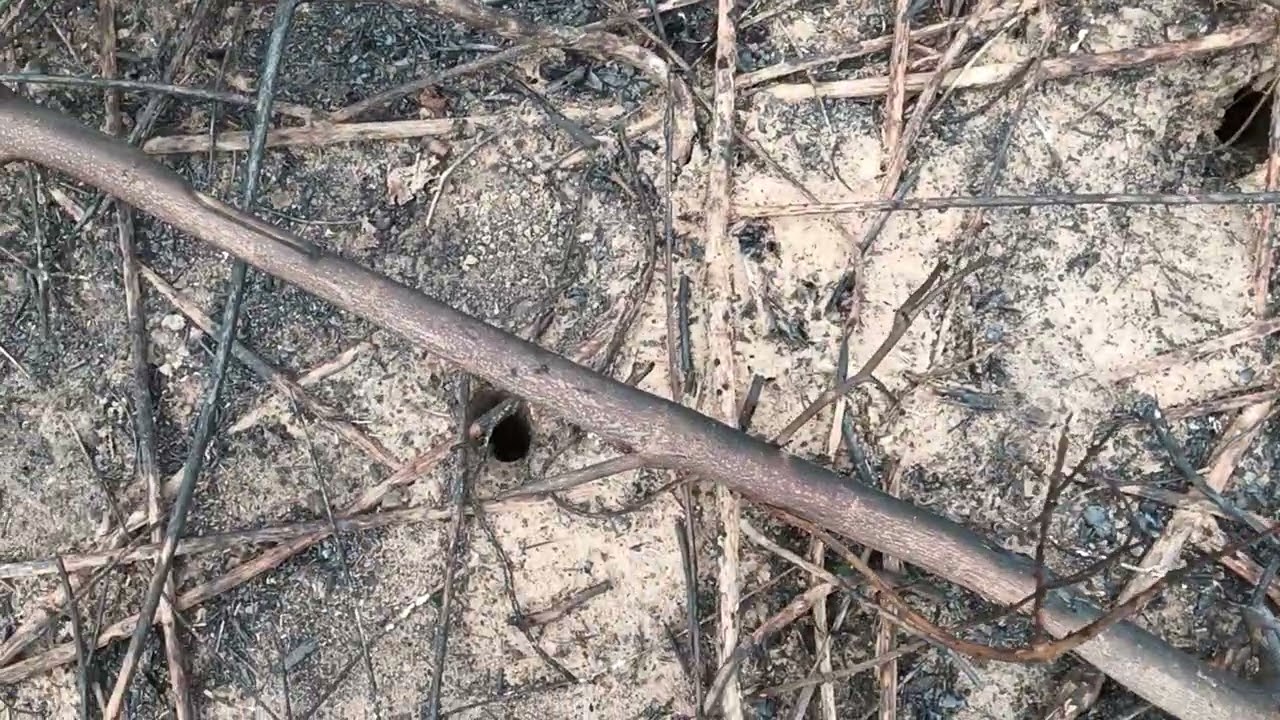 ມາເລາະເບິ່ງໄຮ່(ສວນ)ຈູດບໍ່ໄຫມ້