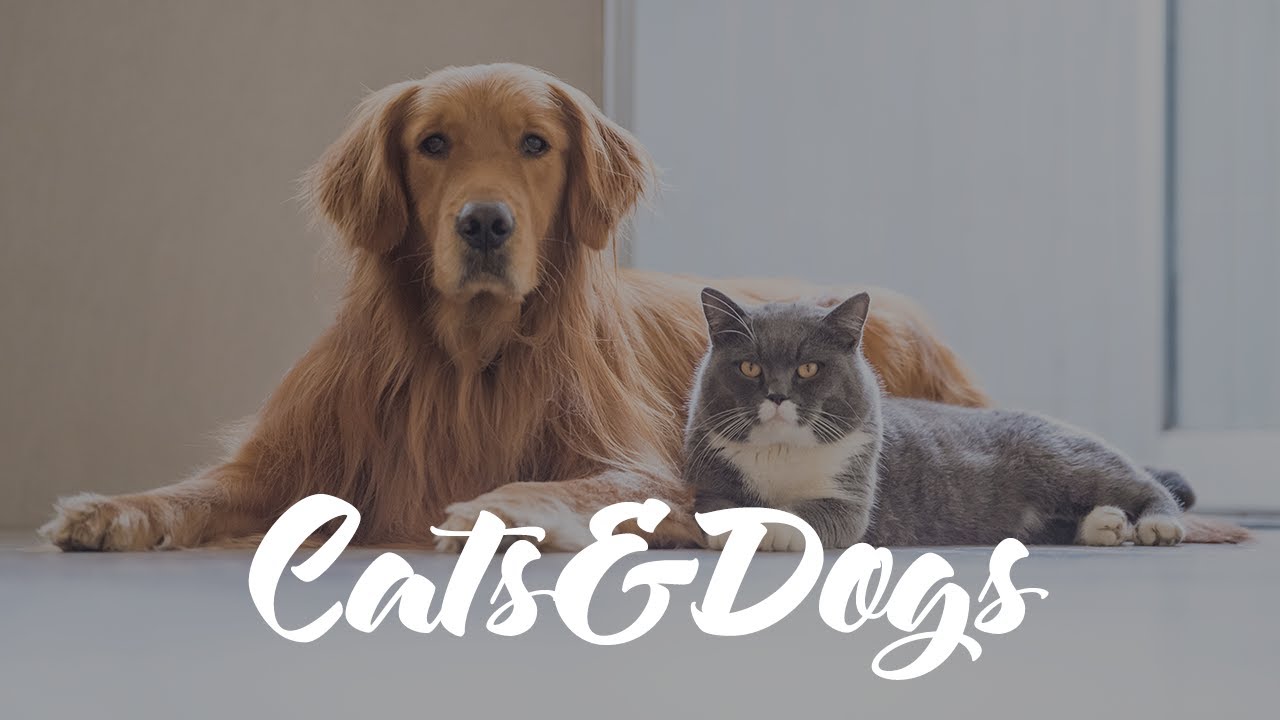 cute cats for sale Cats and Dogs Compilation. Most Funny Animals