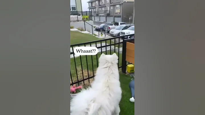 Funniest Dog Duet Scripts Ever. F*u*k Tony #shorts