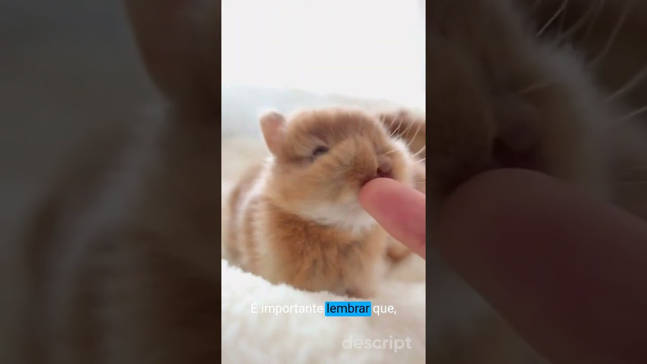 Qual é o preço de um coelho?