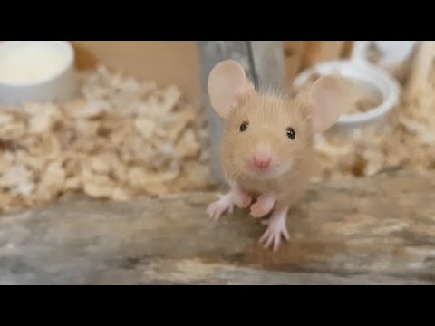 Velcro Mice