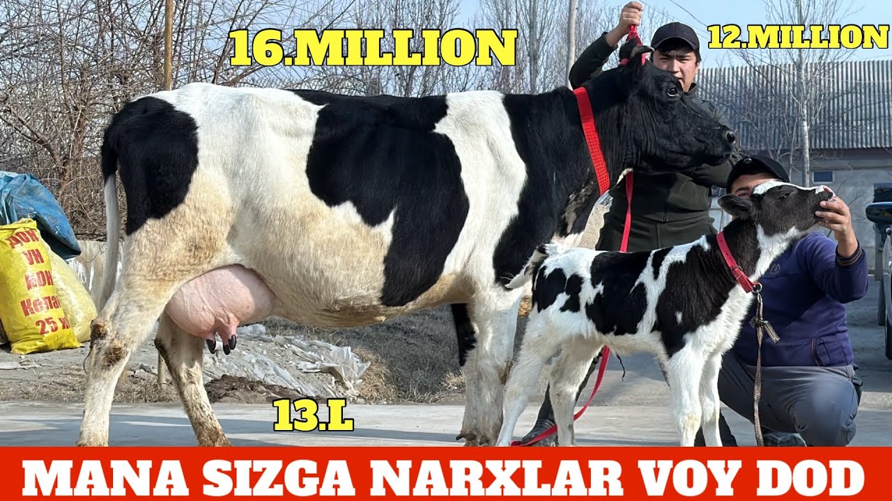 MANA SIZGA NARXLAR VOY DOD YONDIRADI SIROJIDDIN XALQIM DUO QILSIN YETADI😳