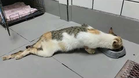 Kali and us. we are not giving up! Paralyzed Cat Recovery