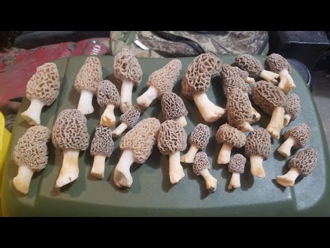 Indiana Morel Mushroom Hunt 2021
