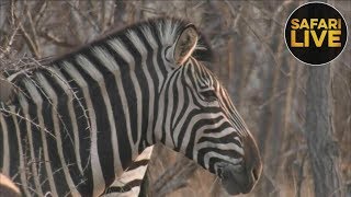 safariLIVE- Sunset Safari - September 27, 2018- Part 1