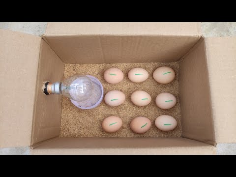 How to make a home incubator at home from a paper box