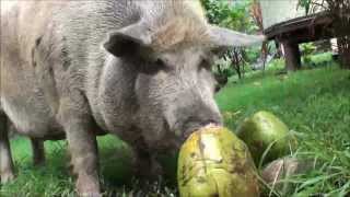 Animal eating coconut: A big pig from Marquesas Islands, French Polynesia