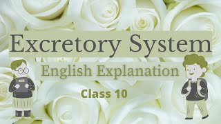 Excretory System In Human Beings English Explanation Class 10