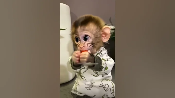 Baby monkey eating so delicious carrot he smiling widely ❤️ Funny Monkey Bibi #monkeylover #bibi