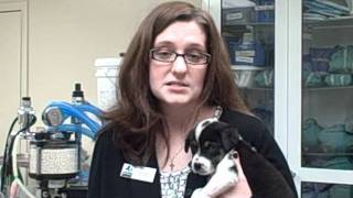 Career Services: Veterinary Assistants