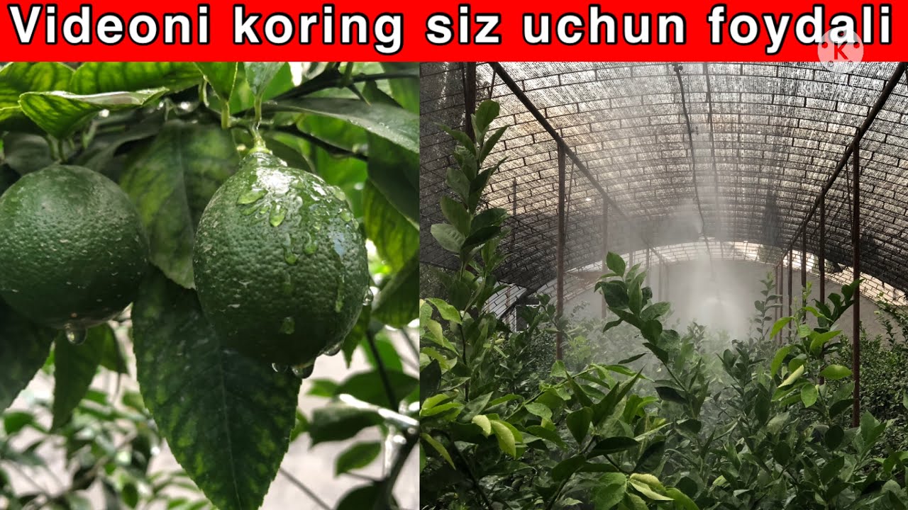 Lemon 🍋 ekmoqchi bolganlarga ozgina maslaxat