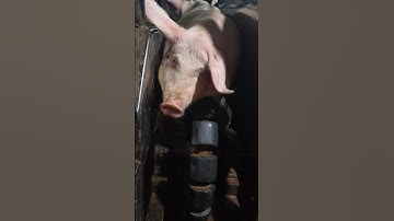 Final Stage Inside a Pig Slaughterhouse: The Last Transfer Process 🐖🏭💥