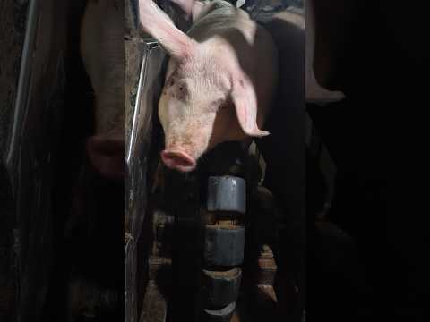 Final Stage Inside A Pig Slaughterhouse The Last Transfer Process 