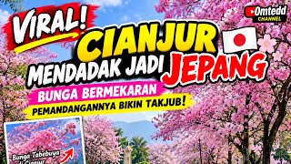 VIRAL! Cianjur Mendadak Jadi Jepang 🇯🇵🌸 Bunga Bermekaran, Pemandangannya Bikin Takjub!