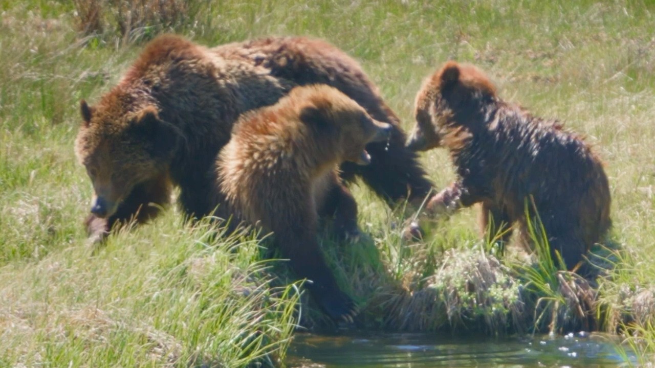 Grizzly Bears in Yellowstone (and the challenges of color grading over-exposed footage)