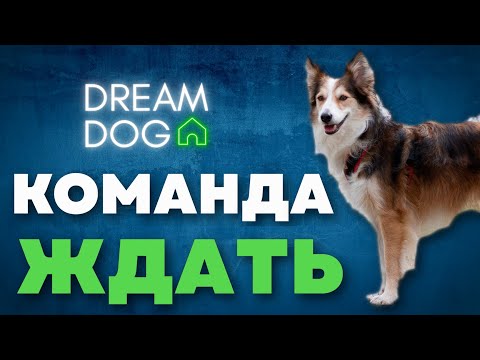 Команда Ждать 🐶 Научить собаку оставаться по команде Жди 🐕 Отучить щенка уходить с места на улице 🐩