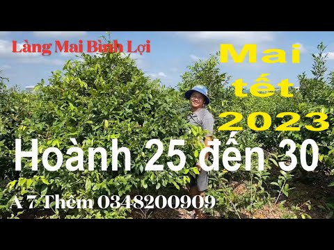 Video Mai vàng tết 2023 phần 9 | Làng Mai Bình Lợi - youtube