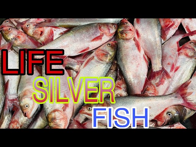 How to cut silver fish, silver fish cutting, live fish market, ghazipur  fish market