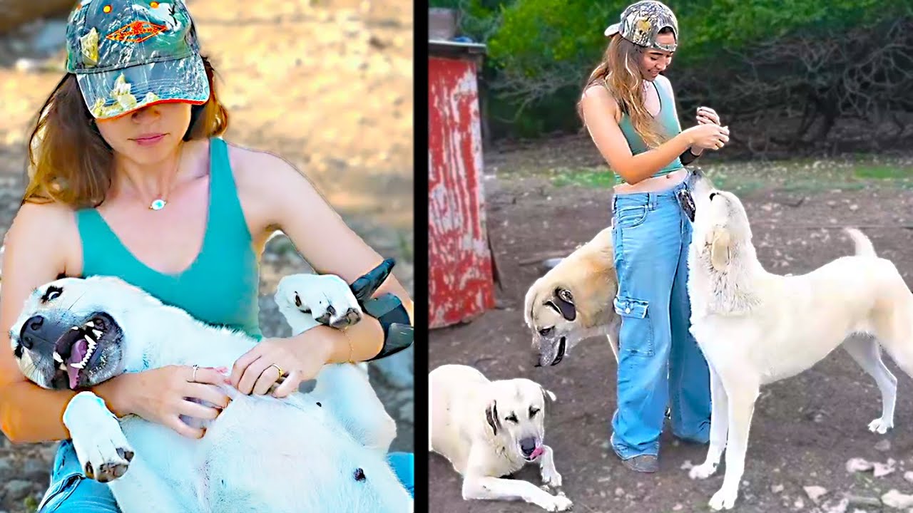 Giving Treats & Scratches to the Puppies on Eric's Farm