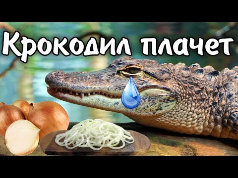 Крокодиловы слёзы. Почему крокодилы плачут? Интересный факт.