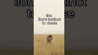 How to survive a lion attack?   #didyouknow #shortsvideo #lion