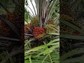 Luar biasa buah sawit ny lagi panen sekarang gaess