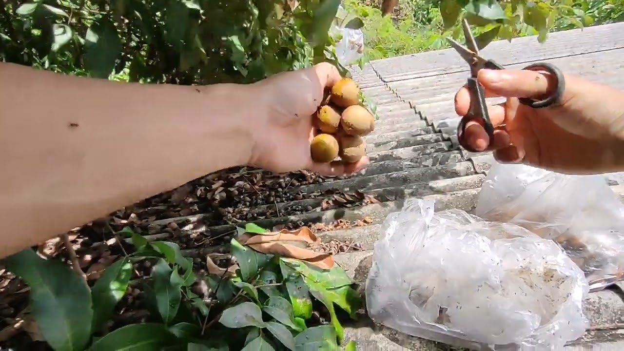 Membuka hasil brongsongan Human vs Tupai BG*st