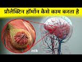 प्रौलैक्टिन हॉर्मोन कैसे काम करता है - working of prolactin hormone