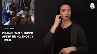 The Daily Moth 3-19-19