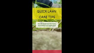 Lawn Care Tips