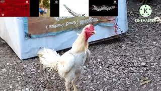Rooster Crowing Sparta Remix
