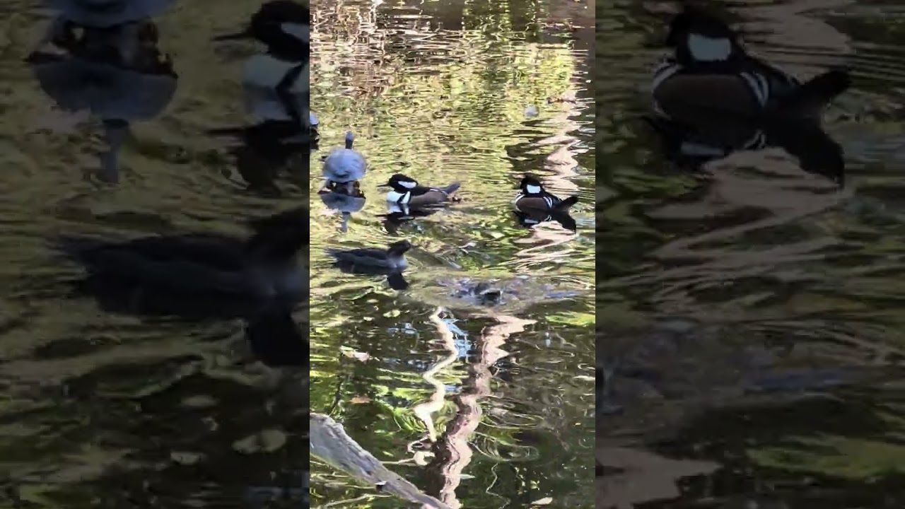 Watch The duck pond at the Bronx Zoo also has resident turtles. on YouTube Watch The duck pond at the Bronx Zoo also has resident turtles. on YouTube