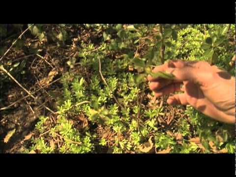 Wideo: Krzewy azalii i zgnilizna korzeni Phytophthora