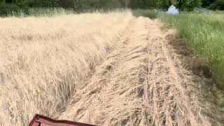 Rolling rye flat for no-till pumpkins!!