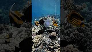 ШОК! Что едят на завтрак рыбы Красного моря? 🌊🐠 Хургада, Египет 2025 🇪🇬