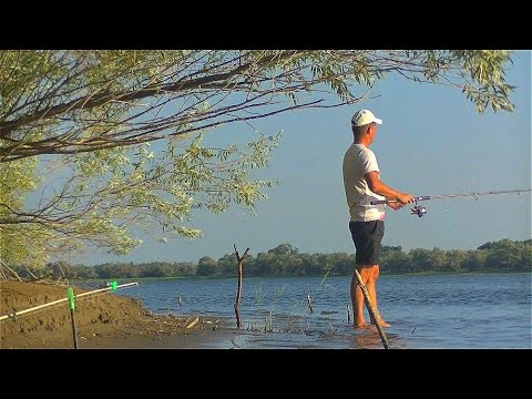 Снова трофейный сазан с Бузана Рыбалка на жмых в Астрахани