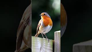 European Robin Bird Sho  #birdsounds #birds #nature #robinbird #shorts #4knature #ytshorts