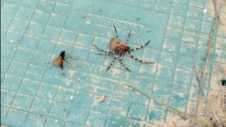 Spider VS Wasp  epic bug battle refereed by Ellen