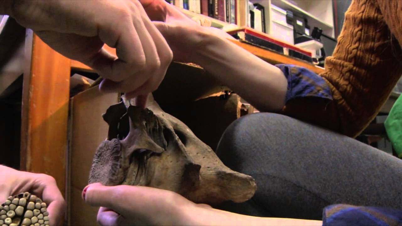 The Tale Of The Brain Scoop With Emily Graslie - 