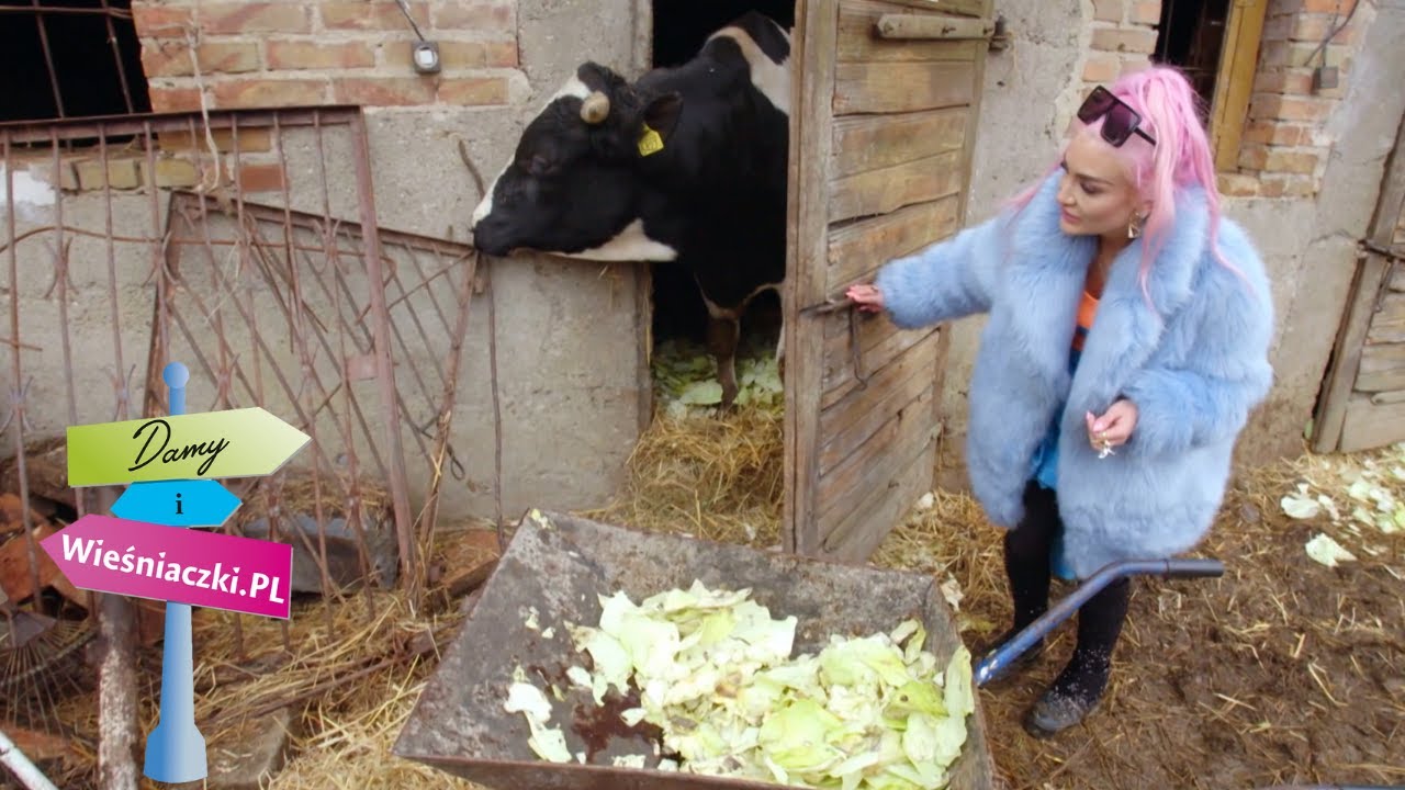 Codzienne obowiązki przy krowach mlecznych i opasach