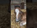 Meet cute baby foal Fergus #shorts