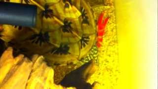 Mexican Giant Muskturtle eating Red swamp crayfish