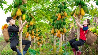 Harvesting Mutant Papaya With Disabled Brother Goes to the market sell | Hoa and Thai