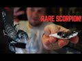 Scorpion I have never seen before! | Vlog #7