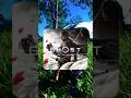 Platinos Fuera De Youtube - Ghost Of Tsushima #shorts