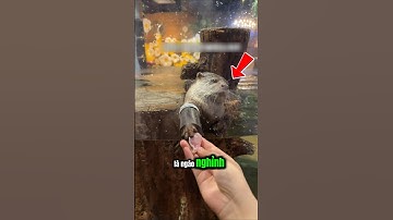 Con rái cá này thật hậu đậu.#shorts