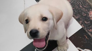 Labrador puppy dog love full Masti time bathing and running in one shot video #labrador #puppy #dog