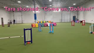 Luna’s UKI UDog Agility Trial on March 14, 2026 (short clips of various runs)-judge Gracie Huffman